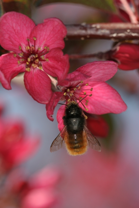 Printemps La Tour - 045